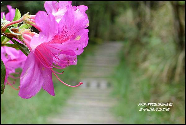 太平山望洋山步道58.JPG