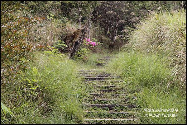 太平山望洋山步道62.JPG
