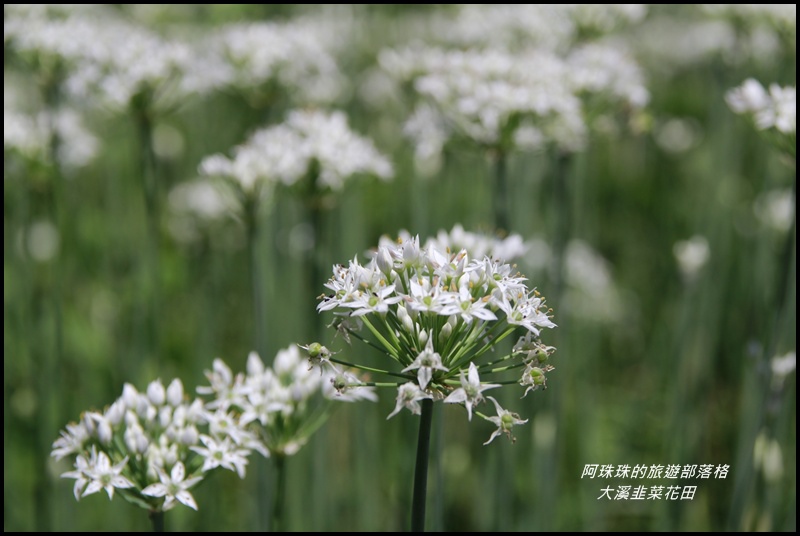 大溪韭菜花田1.JPG