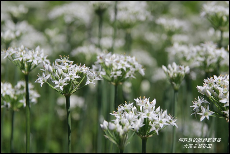 大溪韭菜花田2.JPG