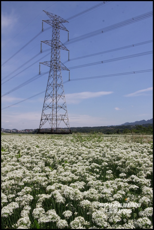 大溪韭菜花田9.JPG