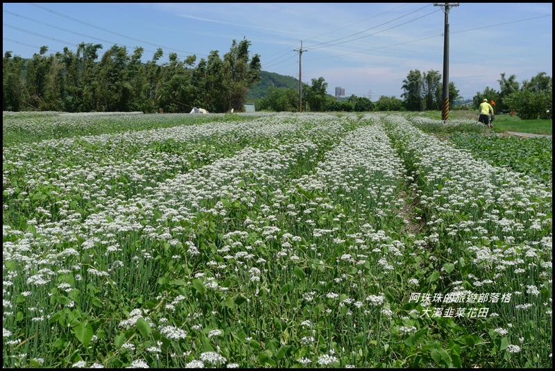 大溪韭菜花田11.JPG