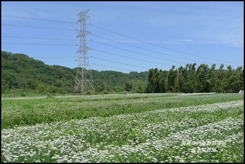 大溪韭菜花田14.JPG