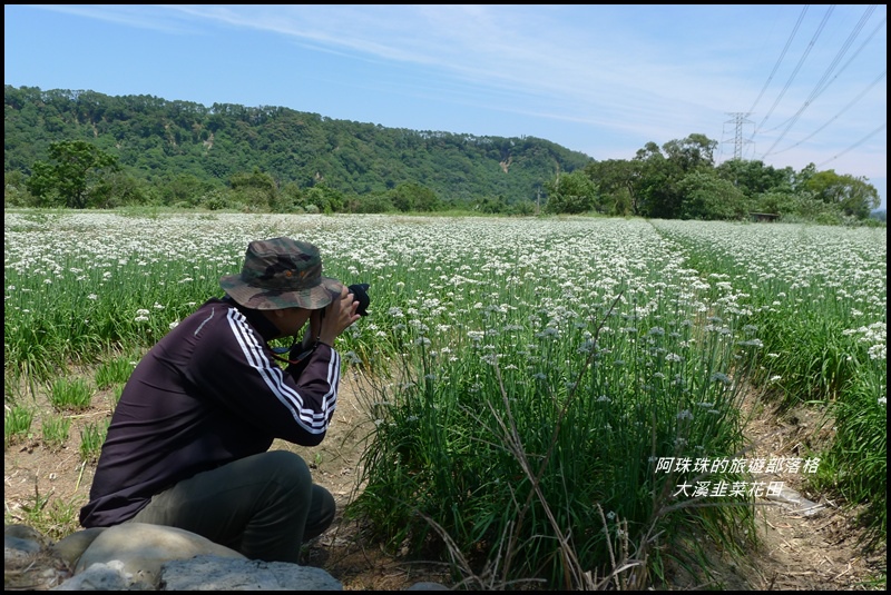 大溪韭菜花田16.JPG