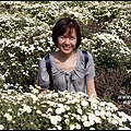 銅鑼杭菊10.JPG