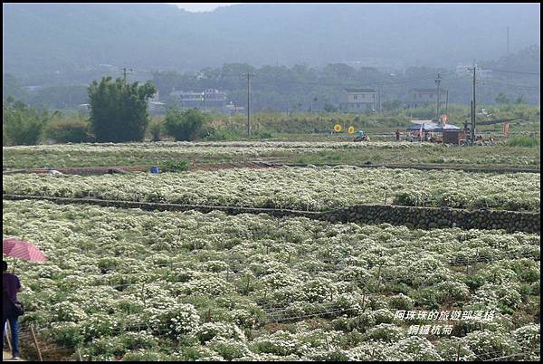 銅鑼杭菊20.JPG