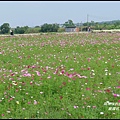 銅鑼杭菊21.JPG