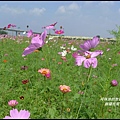 銅鑼杭菊28.JPG