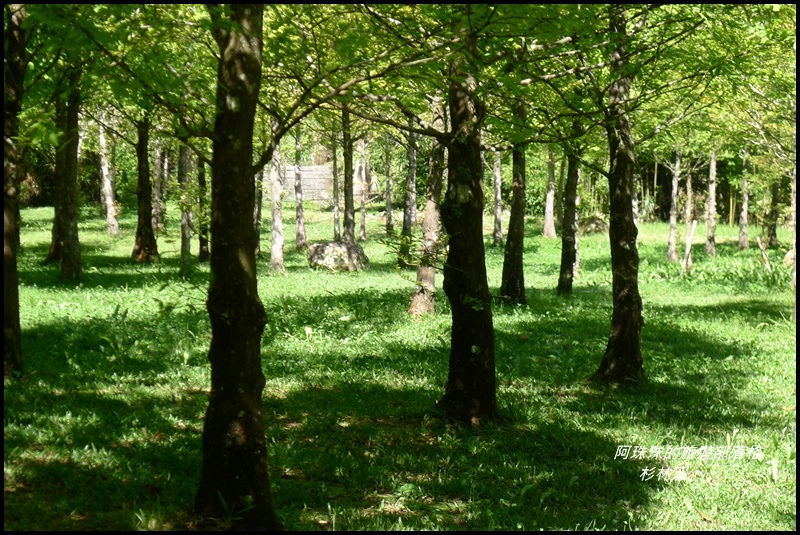 杉林溪105.JPG 杉林溪105.JPG