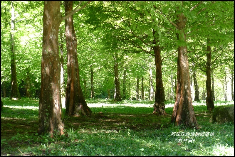 杉林溪106.JPG 杉林溪106.JPG