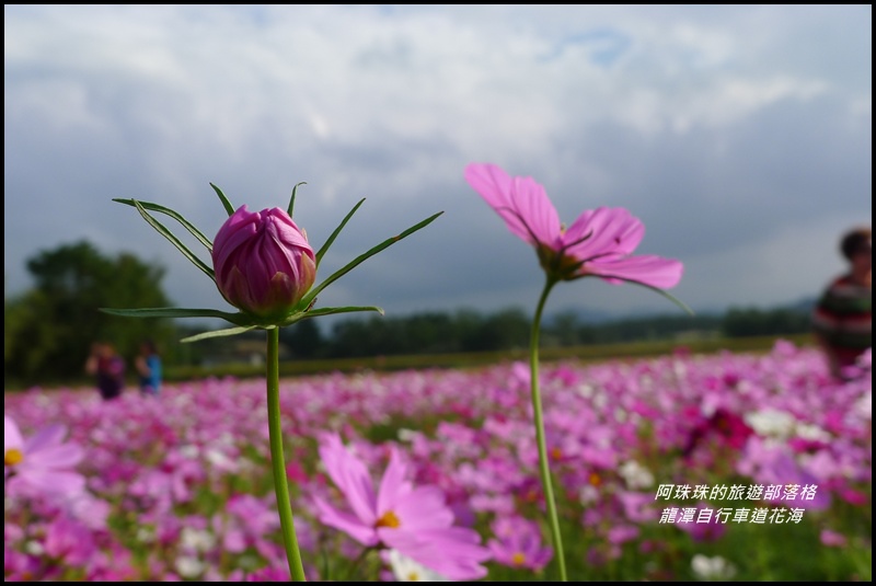 龍潭自行車道花海9.JPG