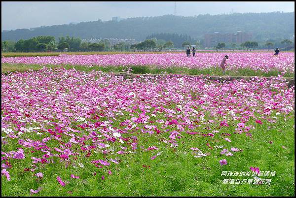 龍潭自行車道花海11.JPG