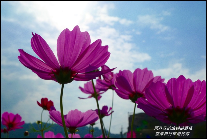 龍潭自行車道花海14.JPG