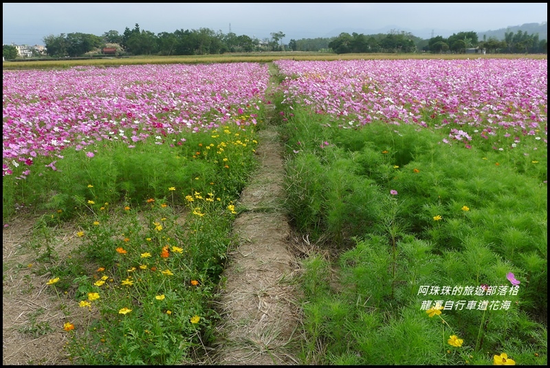 龍潭自行車道花海25.JPG