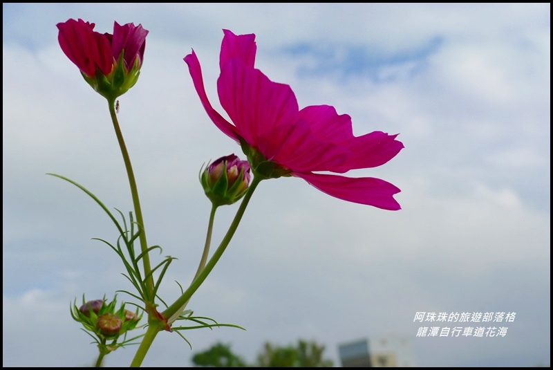 龍潭自行車道花海24.JPG