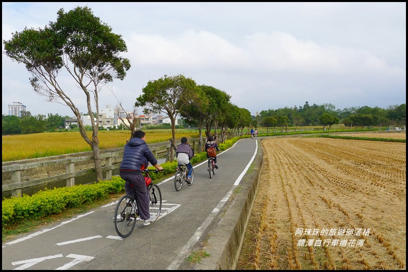 龍潭自行車道花海31.JPG