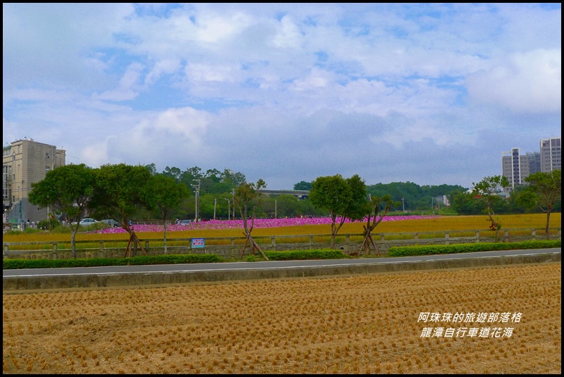 龍潭自行車道花海33.JPG