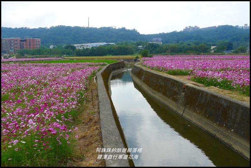 龍潭自行車道花海36.JPG