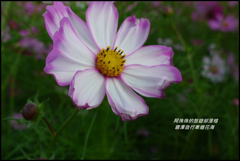 龍潭自行車道花海43.JPG