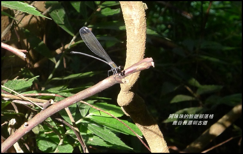 鹿谷長源圳古道18.JPG