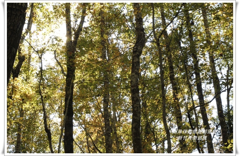 新竹秀巒追楓28.JPG