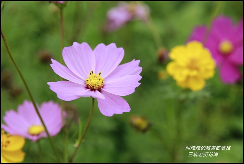 三坑老街花海6.JPG