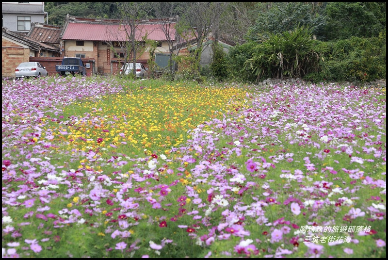 三坑老街花海8.JPG