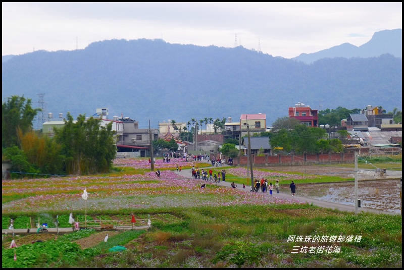 三坑老街花海11.JPG