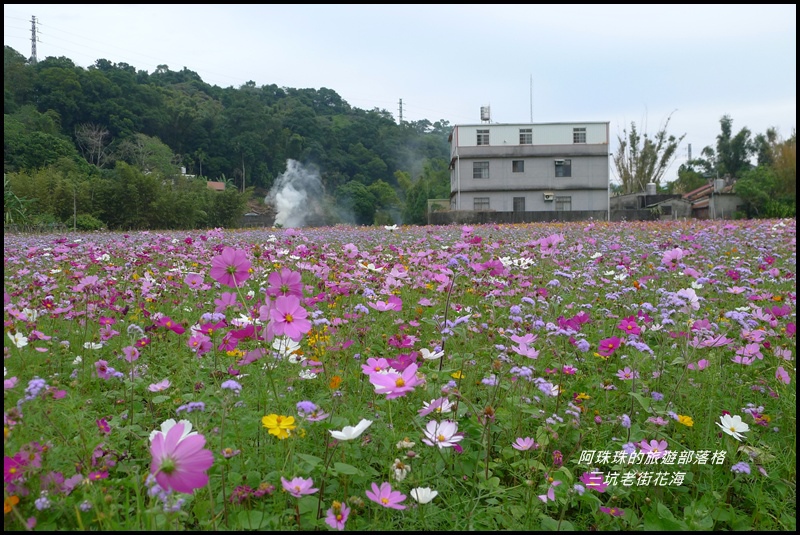 三坑老街花海15.JPG