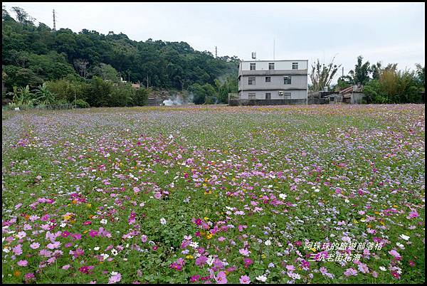 三坑老街花海14.JPG