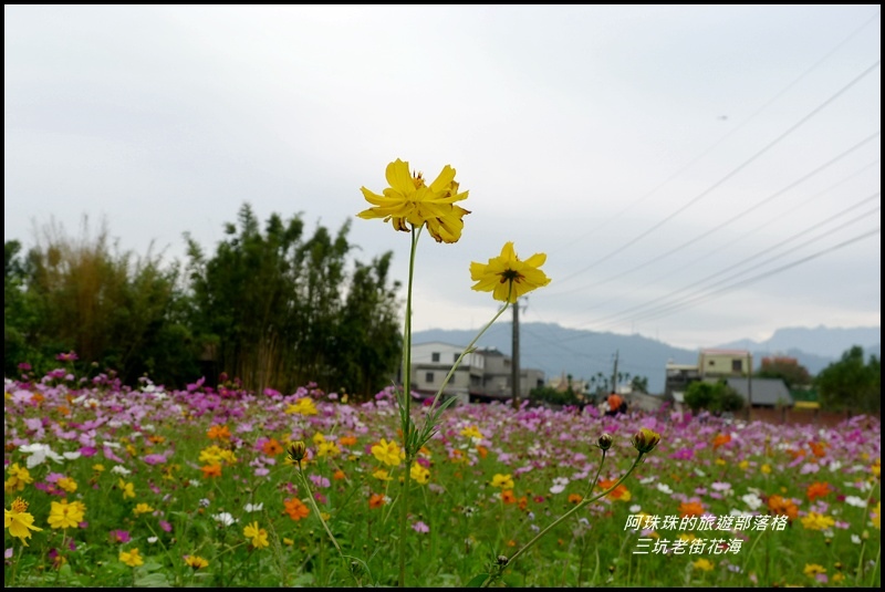 三坑老街花海17.JPG