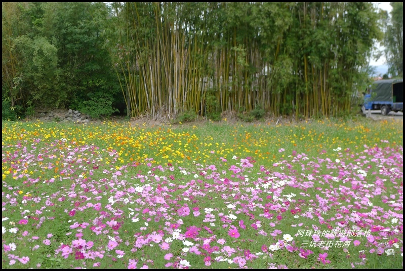 三坑老街花海24.JPG