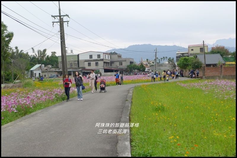 三坑老街花海23.JPG