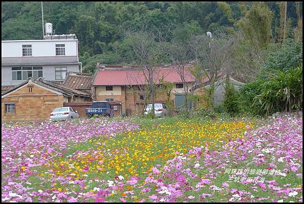 三坑老街花海31.JPG