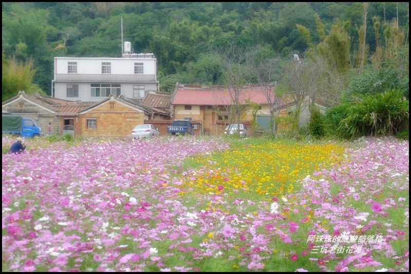 三坑老街花海32.JPG