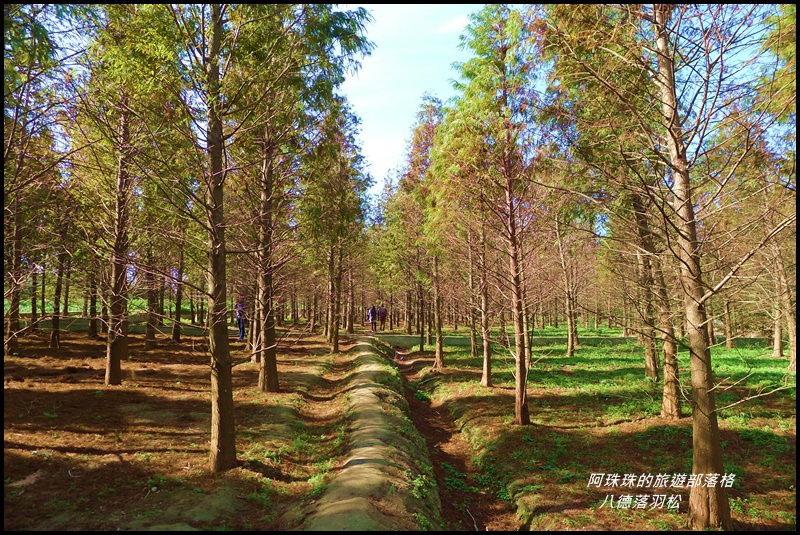 八德落羽松26.JPG 八德落羽松26.JPG