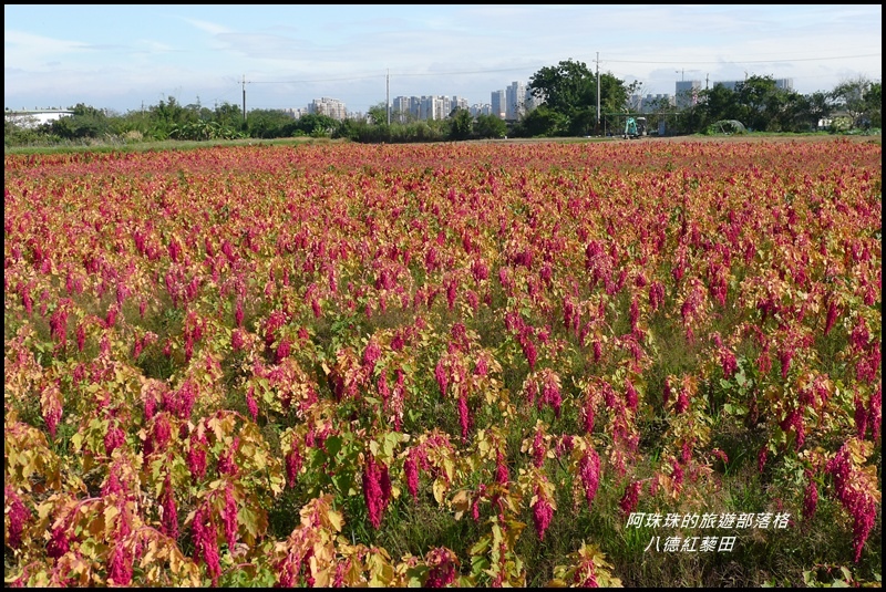 八德紅藜田11.JPG