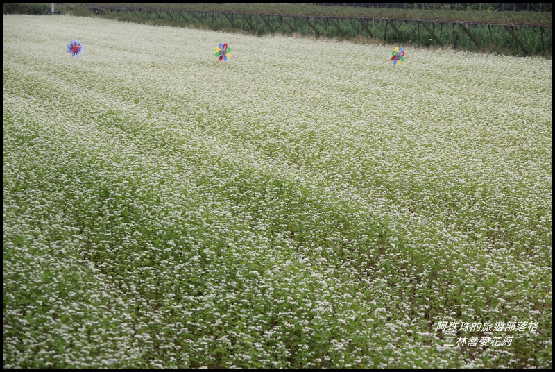 二林蕎麥花海1.JPG