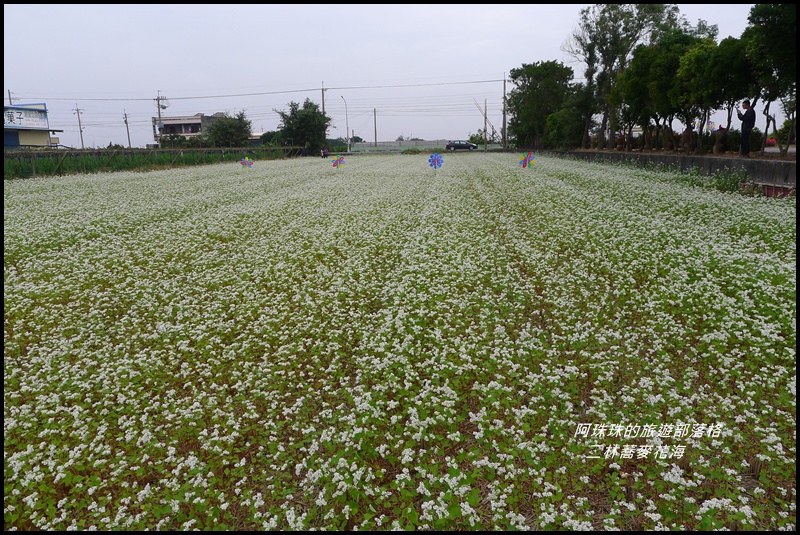 二林蕎麥花海21.JPG