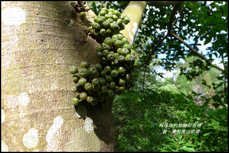 碧潭和美山步道27.JPG 碧潭和美山步道27.JPG