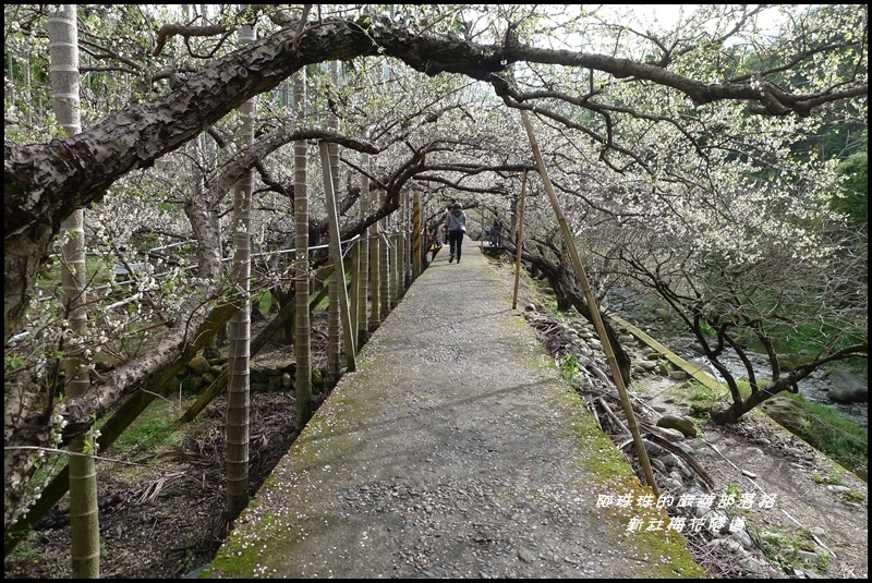 新社梅花隧道27.JPG