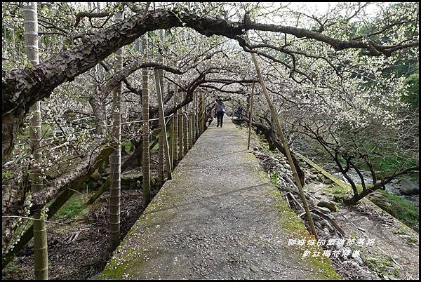 新社梅花隧道27.JPG