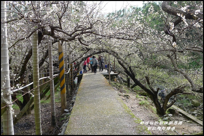 新社梅花隧道28.JPG