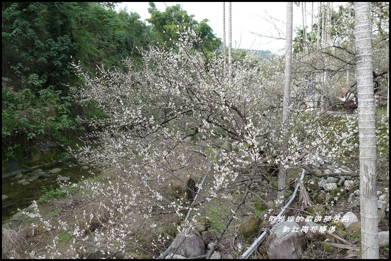 新社梅花隧道32.JPG