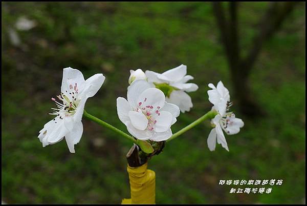 新社梅花隧道39.JPG