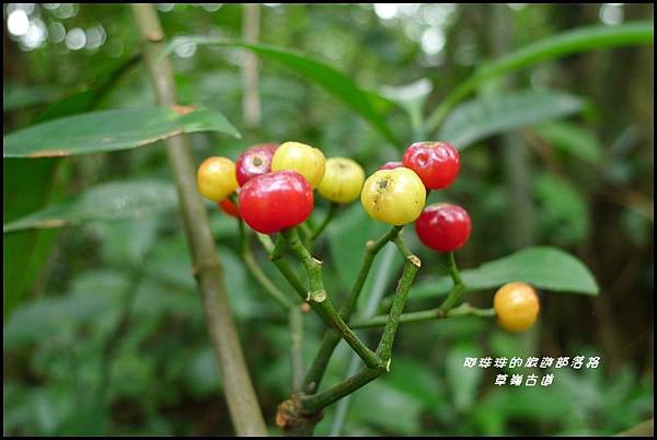 草嶺古道22.JPG 草嶺古道22.JPG