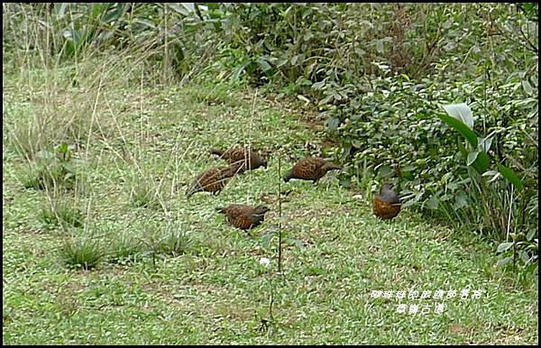 草嶺古道23.JPG 草嶺古道23.JPG