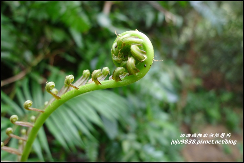 五寮尖6.JPG 五寮尖6.JPG