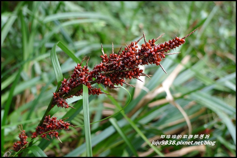 五寮尖11.JPG 五寮尖11.JPG