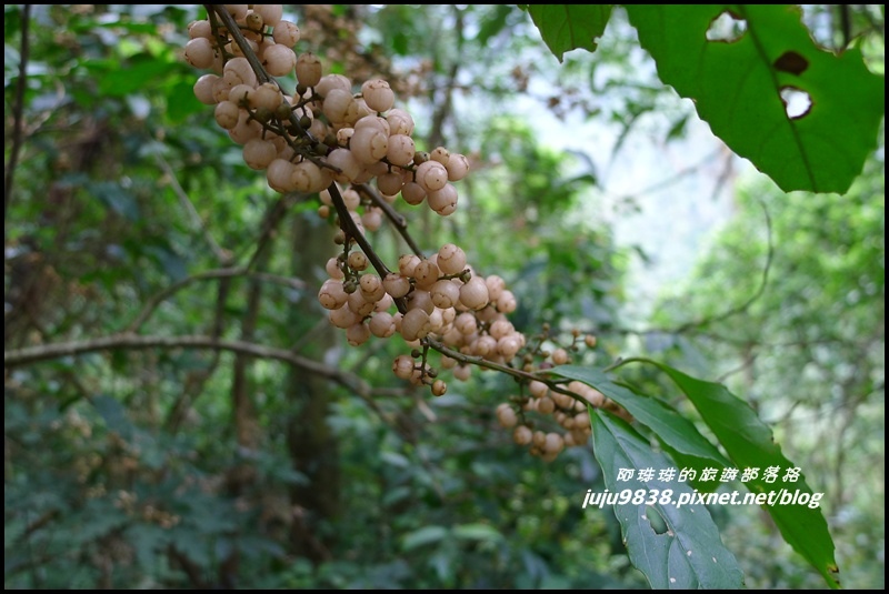 五寮尖17.JPG 五寮尖17.JPG